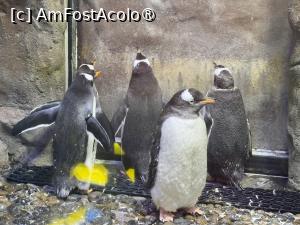[P38] Dubai Undewater Zoo » foto by AZE
 - 
<span class="allrVoted glyphicon glyphicon-heart hidden" id="av1483369"></span>
<a class="m-l-10 hidden" id="sv1483369" onclick="voting_Foto_DelVot(,1483369,19983)" role="button">șterge vot <span class="glyphicon glyphicon-remove"></span></a>
<a id="v91483369" class=" c-red"  onclick="voting_Foto_SetVot(1483369)" role="button"><span class="glyphicon glyphicon-heart-empty"></span> <b>LIKE</b> = Votează poza</a> <img class="hidden"  id="f1483369W9" src="/imagini/loader.gif" border="0" /><span class="AjErrMes hidden" id="e1483369ErM"></span>