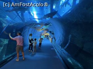 [P04] Dubai Aquarium,în tunel » foto by AZE
 - 
<span class="allrVoted glyphicon glyphicon-heart hidden" id="av1483335"></span>
<a class="m-l-10 hidden" id="sv1483335" onclick="voting_Foto_DelVot(,1483335,19983)" role="button">șterge vot <span class="glyphicon glyphicon-remove"></span></a>
<a id="v91483335" class=" c-red"  onclick="voting_Foto_SetVot(1483335)" role="button"><span class="glyphicon glyphicon-heart-empty"></span> <b>LIKE</b> = Votează poza</a> <img class="hidden"  id="f1483335W9" src="/imagini/loader.gif" border="0" /><span class="AjErrMes hidden" id="e1483335ErM"></span>