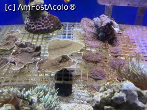 [P40] Dubai Undewater Zoo » foto by AZE
 - 
<span class="allrVoted glyphicon glyphicon-heart hidden" id="av1483371"></span>
<a class="m-l-10 hidden" id="sv1483371" onclick="voting_Foto_DelVot(,1483371,19983)" role="button">șterge vot <span class="glyphicon glyphicon-remove"></span></a>
<a id="v91483371" class=" c-red"  onclick="voting_Foto_SetVot(1483371)" role="button"><span class="glyphicon glyphicon-heart-empty"></span> <b>LIKE</b> = Votează poza</a> <img class="hidden"  id="f1483371W9" src="/imagini/loader.gif" border="0" /><span class="AjErrMes hidden" id="e1483371ErM"></span>