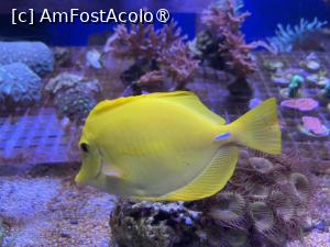 [P41] Dubai Undewater Zoo » foto by AZE
 - 
<span class="allrVoted glyphicon glyphicon-heart hidden" id="av1483372"></span>
<a class="m-l-10 hidden" id="sv1483372" onclick="voting_Foto_DelVot(,1483372,19983)" role="button">șterge vot <span class="glyphicon glyphicon-remove"></span></a>
<a id="v91483372" class=" c-red"  onclick="voting_Foto_SetVot(1483372)" role="button"><span class="glyphicon glyphicon-heart-empty"></span> <b>LIKE</b> = Votează poza</a> <img class="hidden"  id="f1483372W9" src="/imagini/loader.gif" border="0" /><span class="AjErrMes hidden" id="e1483372ErM"></span>