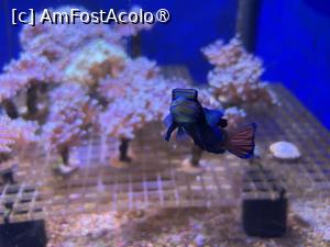[P42] Dubai Undewater Zoo » foto by AZE
 - 
<span class="allrVoted glyphicon glyphicon-heart hidden" id="av1483373"></span>
<a class="m-l-10 hidden" id="sv1483373" onclick="voting_Foto_DelVot(,1483373,19983)" role="button">șterge vot <span class="glyphicon glyphicon-remove"></span></a>
<a id="v91483373" class=" c-red"  onclick="voting_Foto_SetVot(1483373)" role="button"><span class="glyphicon glyphicon-heart-empty"></span> <b>LIKE</b> = Votează poza</a> <img class="hidden"  id="f1483373W9" src="/imagini/loader.gif" border="0" /><span class="AjErrMes hidden" id="e1483373ErM"></span>