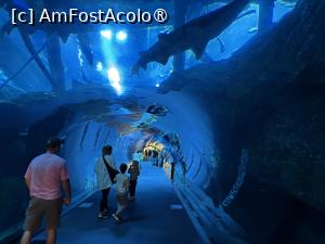 [P05] Dubai Aquarium,în tunel » foto by AZE
 - 
<span class="allrVoted glyphicon glyphicon-heart hidden" id="av1483336"></span>
<a class="m-l-10 hidden" id="sv1483336" onclick="voting_Foto_DelVot(,1483336,19983)" role="button">șterge vot <span class="glyphicon glyphicon-remove"></span></a>
<a id="v91483336" class=" c-red"  onclick="voting_Foto_SetVot(1483336)" role="button"><span class="glyphicon glyphicon-heart-empty"></span> <b>LIKE</b> = Votează poza</a> <img class="hidden"  id="f1483336W9" src="/imagini/loader.gif" border="0" /><span class="AjErrMes hidden" id="e1483336ErM"></span>