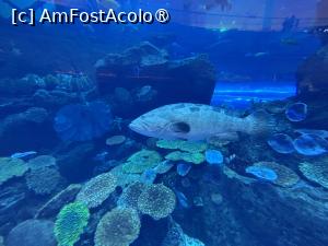 [P08] Dubai Undewater Zoo » foto by AZE
 - 
<span class="allrVoted glyphicon glyphicon-heart hidden" id="av1483339"></span>
<a class="m-l-10 hidden" id="sv1483339" onclick="voting_Foto_DelVot(,1483339,19983)" role="button">șterge vot <span class="glyphicon glyphicon-remove"></span></a>
<a id="v91483339" class=" c-red"  onclick="voting_Foto_SetVot(1483339)" role="button"><span class="glyphicon glyphicon-heart-empty"></span> <b>LIKE</b> = Votează poza</a> <img class="hidden"  id="f1483339W9" src="/imagini/loader.gif" border="0" /><span class="AjErrMes hidden" id="e1483339ErM"></span>