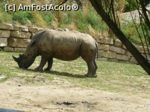 [P16] rinocer » foto by Silvia30*
 - 
<span class="allrVoted glyphicon glyphicon-heart hidden" id="av728165"></span>
<a class="m-l-10 hidden" id="sv728165" onclick="voting_Foto_DelVot(,728165,20144)" role="button">șterge vot <span class="glyphicon glyphicon-remove"></span></a>
<a id="v9728165" class=" c-red"  onclick="voting_Foto_SetVot(728165)" role="button"><span class="glyphicon glyphicon-heart-empty"></span> <b>LIKE</b> = Votează poza</a> <img class="hidden"  id="f728165W9" src="/imagini/loader.gif" border="0" /><span class="AjErrMes hidden" id="e728165ErM"></span>
