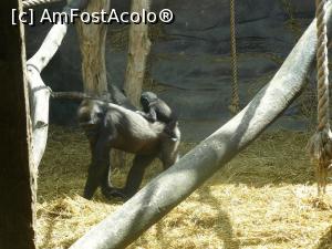 [P18] gorila cu puiul » foto by Silvia30*
 - 
<span class="allrVoted glyphicon glyphicon-heart hidden" id="av728167"></span>
<a class="m-l-10 hidden" id="sv728167" onclick="voting_Foto_DelVot(,728167,20144)" role="button">șterge vot <span class="glyphicon glyphicon-remove"></span></a>
<a id="v9728167" class=" c-red"  onclick="voting_Foto_SetVot(728167)" role="button"><span class="glyphicon glyphicon-heart-empty"></span> <b>LIKE</b> = Votează poza</a> <img class="hidden"  id="f728167W9" src="/imagini/loader.gif" border="0" /><span class="AjErrMes hidden" id="e728167ErM"></span>
