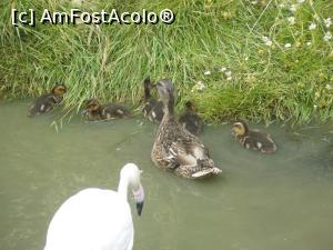 [P21] flamingo si ratusca cu puii » foto by Silvia30*
 - 
<span class="allrVoted glyphicon glyphicon-heart hidden" id="av728170"></span>
<a class="m-l-10 hidden" id="sv728170" onclick="voting_Foto_DelVot(,728170,20144)" role="button">șterge vot <span class="glyphicon glyphicon-remove"></span></a>
<a id="v9728170" class=" c-red"  onclick="voting_Foto_SetVot(728170)" role="button"><span class="glyphicon glyphicon-heart-empty"></span> <b>LIKE</b> = Votează poza</a> <img class="hidden"  id="f728170W9" src="/imagini/loader.gif" border="0" /><span class="AjErrMes hidden" id="e728170ErM"></span>