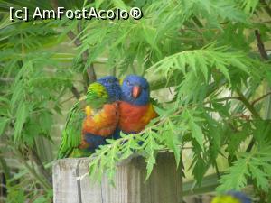 [P23] papagali » foto by Silvia30*
 - 
<span class="allrVoted glyphicon glyphicon-heart hidden" id="av728172"></span>
<a class="m-l-10 hidden" id="sv728172" onclick="voting_Foto_DelVot(,728172,20144)" role="button">șterge vot <span class="glyphicon glyphicon-remove"></span></a>
<a id="v9728172" class=" c-red"  onclick="voting_Foto_SetVot(728172)" role="button"><span class="glyphicon glyphicon-heart-empty"></span> <b>LIKE</b> = Votează poza</a> <img class="hidden"  id="f728172W9" src="/imagini/loader.gif" border="0" /><span class="AjErrMes hidden" id="e728172ErM"></span>