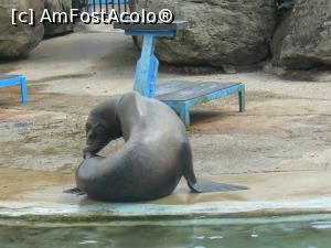 [P24] foca » foto by Silvia30*
 - 
<span class="allrVoted glyphicon glyphicon-heart hidden" id="av728173"></span>
<a class="m-l-10 hidden" id="sv728173" onclick="voting_Foto_DelVot(,728173,20144)" role="button">șterge vot <span class="glyphicon glyphicon-remove"></span></a>
<a id="v9728173" class=" c-red"  onclick="voting_Foto_SetVot(728173)" role="button"><span class="glyphicon glyphicon-heart-empty"></span> <b>LIKE</b> = Votează poza</a> <img class="hidden"  id="f728173W9" src="/imagini/loader.gif" border="0" /><span class="AjErrMes hidden" id="e728173ErM"></span>