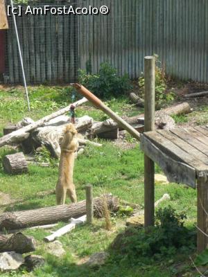 [P28] leoaica cu hrana » foto by Silvia30*
 - 
<span class="allrVoted glyphicon glyphicon-heart hidden" id="av728177"></span>
<a class="m-l-10 hidden" id="sv728177" onclick="voting_Foto_DelVot(,728177,20144)" role="button">șterge vot <span class="glyphicon glyphicon-remove"></span></a>
<a id="v9728177" class=" c-red"  onclick="voting_Foto_SetVot(728177)" role="button"><span class="glyphicon glyphicon-heart-empty"></span> <b>LIKE</b> = Votează poza</a> <img class="hidden"  id="f728177W9" src="/imagini/loader.gif" border="0" /><span class="AjErrMes hidden" id="e728177ErM"></span>