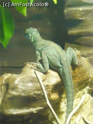 [P33] basilisc » foto by Silvia30*
 - 
<span class="allrVoted glyphicon glyphicon-heart hidden" id="av728182"></span>
<a class="m-l-10 hidden" id="sv728182" onclick="voting_Foto_DelVot(,728182,20144)" role="button">șterge vot <span class="glyphicon glyphicon-remove"></span></a>
<a id="v9728182" class=" c-red"  onclick="voting_Foto_SetVot(728182)" role="button"><span class="glyphicon glyphicon-heart-empty"></span> <b>LIKE</b> = Votează poza</a> <img class="hidden"  id="f728182W9" src="/imagini/loader.gif" border="0" /><span class="AjErrMes hidden" id="e728182ErM"></span>