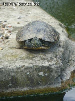 [P08] broasca testoasa » foto by Silvia30*
 - 
<span class="allrVoted glyphicon glyphicon-heart hidden" id="av728157"></span>
<a class="m-l-10 hidden" id="sv728157" onclick="voting_Foto_DelVot(,728157,20144)" role="button">șterge vot <span class="glyphicon glyphicon-remove"></span></a>
<a id="v9728157" class=" c-red"  onclick="voting_Foto_SetVot(728157)" role="button"><span class="glyphicon glyphicon-heart-empty"></span> <b>LIKE</b> = Votează poza</a> <img class="hidden"  id="f728157W9" src="/imagini/loader.gif" border="0" /><span class="AjErrMes hidden" id="e728157ErM"></span>