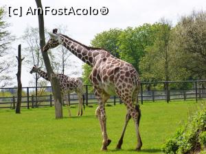 [P10] girafe » foto by Silvia30*
 - 
<span class="allrVoted glyphicon glyphicon-heart hidden" id="av728207"></span>
<a class="m-l-10 hidden" id="sv728207" onclick="voting_Foto_DelVot(,728207,20146)" role="button">șterge vot <span class="glyphicon glyphicon-remove"></span></a>
<a id="v9728207" class=" c-red"  onclick="voting_Foto_SetVot(728207)" role="button"><span class="glyphicon glyphicon-heart-empty"></span> <b>LIKE</b> = Votează poza</a> <img class="hidden"  id="f728207W9" src="/imagini/loader.gif" border="0" /><span class="AjErrMes hidden" id="e728207ErM"></span>