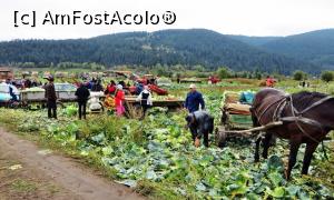 [P06] Locuitorii comunei Frumoasa recoltează în aceeaşi zi varza cultivată pe un teren de la marginea localităţii (6)  » foto by Lucien
 - 
<span class="allrVoted glyphicon glyphicon-heart hidden" id="av734894"></span>
<a class="m-l-10 hidden" id="sv734894" onclick="voting_Foto_DelVot(,734894,20160)" role="button">șterge vot <span class="glyphicon glyphicon-remove"></span></a>
<a id="v9734894" class=" c-red"  onclick="voting_Foto_SetVot(734894)" role="button"><span class="glyphicon glyphicon-heart-empty"></span> <b>LIKE</b> = Votează poza</a> <img class="hidden"  id="f734894W9" src="/imagini/loader.gif" border="0" /><span class="AjErrMes hidden" id="e734894ErM"></span>