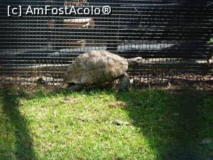 [P07] broasca testoasa (Sulcata Tortoise)  » foto by Silvia30*
 - 
<span class="allrVoted glyphicon glyphicon-heart hidden" id="av729528"></span>
<a class="m-l-10 hidden" id="sv729528" onclick="voting_Foto_DelVot(,729528,20161)" role="button">șterge vot <span class="glyphicon glyphicon-remove"></span></a>
<a id="v9729528" class=" c-red"  onclick="voting_Foto_SetVot(729528)" role="button"><span class="glyphicon glyphicon-heart-empty"></span> <b>LIKE</b> = Votează poza</a> <img class="hidden"  id="f729528W9" src="/imagini/loader.gif" border="0" /><span class="AjErrMes hidden" id="e729528ErM"></span>