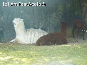 [P08] alpaca » foto by Silvia30*
 - 
<span class="allrVoted glyphicon glyphicon-heart hidden" id="av729529"></span>
<a class="m-l-10 hidden" id="sv729529" onclick="voting_Foto_DelVot(,729529,20161)" role="button">șterge vot <span class="glyphicon glyphicon-remove"></span></a>
<a id="v9729529" class=" c-red"  onclick="voting_Foto_SetVot(729529)" role="button"><span class="glyphicon glyphicon-heart-empty"></span> <b>LIKE</b> = Votează poza</a> <img class="hidden"  id="f729529W9" src="/imagini/loader.gif" border="0" /><span class="AjErrMes hidden" id="e729529ErM"></span>