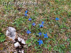 [P01] Drumeție spre Vârful Hășmașul Mare (1792 metri) și Piatra Singuratică (1504 metri) din M-ții Harghitei, gentiana » foto by Dana2008
 - 
<span class="allrVoted glyphicon glyphicon-heart hidden" id="av1174216"></span>
<a class="m-l-10 hidden" id="sv1174216" onclick="voting_Foto_DelVot(,1174216,20181)" role="button">șterge vot <span class="glyphicon glyphicon-remove"></span></a>
<a id="v91174216" class=" c-red"  onclick="voting_Foto_SetVot(1174216)" role="button"><span class="glyphicon glyphicon-heart-empty"></span> <b>LIKE</b> = Votează poza</a> <img class="hidden"  id="f1174216W9" src="/imagini/loader.gif" border="0" /><span class="AjErrMes hidden" id="e1174216ErM"></span>