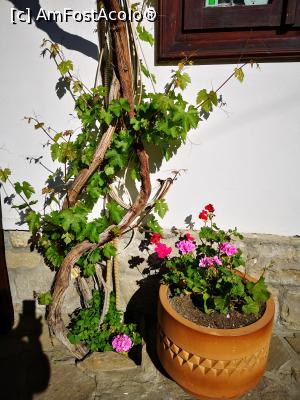 [P35] Decorațiuni vegetale în curte » foto by crismis
 - 
<span class="allrVoted glyphicon glyphicon-heart hidden" id="av1071832"></span>
<a class="m-l-10 hidden" id="sv1071832" onclick="voting_Foto_DelVot(,1071832,20413)" role="button">șterge vot <span class="glyphicon glyphicon-remove"></span></a>
<a id="v91071832" class=" c-red"  onclick="voting_Foto_SetVot(1071832)" role="button"><span class="glyphicon glyphicon-heart-empty"></span> <b>LIKE</b> = Votează poza</a> <img class="hidden"  id="f1071832W9" src="/imagini/loader.gif" border="0" /><span class="AjErrMes hidden" id="e1071832ErM"></span>