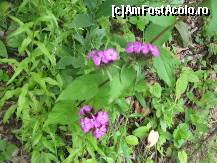 [P25] si multe flori » foto by dorgo
 - 
<span class="allrVoted glyphicon glyphicon-heart hidden" id="av93733"></span>
<a class="m-l-10 hidden" id="sv93733" onclick="voting_Foto_DelVot(,93733,20973)" role="button">șterge vot <span class="glyphicon glyphicon-remove"></span></a>
<a id="v993733" class=" c-red"  onclick="voting_Foto_SetVot(93733)" role="button"><span class="glyphicon glyphicon-heart-empty"></span> <b>LIKE</b> = Votează poza</a> <img class="hidden"  id="f93733W9" src="/imagini/loader.gif" border="0" /><span class="AjErrMes hidden" id="e93733ErM"></span>