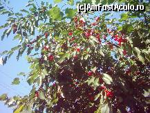 [P49] pe valea Bistrei, e vremea cireselor » foto by dorgo
 - 
<span class="allrVoted glyphicon glyphicon-heart hidden" id="av94608"></span>
<a class="m-l-10 hidden" id="sv94608" onclick="voting_Foto_DelVot(,94608,20973)" role="button">șterge vot <span class="glyphicon glyphicon-remove"></span></a>
<a id="v994608" class=" c-red"  onclick="voting_Foto_SetVot(94608)" role="button"><span class="glyphicon glyphicon-heart-empty"></span> <b>LIKE</b> = Votează poza</a> <img class="hidden"  id="f94608W9" src="/imagini/loader.gif" border="0" /><span class="AjErrMes hidden" id="e94608ErM"></span>