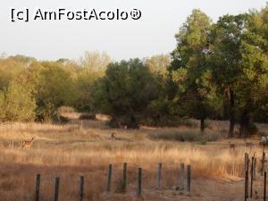 [P04] Cerbi și căprioare la discreție în Doñana » foto by alinaro
 - 
<span class="allrVoted glyphicon glyphicon-heart hidden" id="av796242"></span>
<a class="m-l-10 hidden" id="sv796242" onclick="voting_Foto_DelVot(,796242,21055)" role="button">șterge vot <span class="glyphicon glyphicon-remove"></span></a>
<a id="v9796242" class=" c-red"  onclick="voting_Foto_SetVot(796242)" role="button"><span class="glyphicon glyphicon-heart-empty"></span> <b>LIKE</b> = Votează poza</a> <img class="hidden"  id="f796242W9" src="/imagini/loader.gif" border="0" /><span class="AjErrMes hidden" id="e796242ErM"></span>