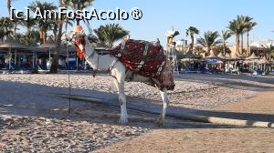 [P42] pregatita pentru poze » foto by artemisa24
 - 
<span class="allrVoted glyphicon glyphicon-heart hidden" id="av1505166"></span>
<a class="m-l-10 hidden" id="sv1505166" onclick="voting_Foto_DelVot(,1505166,21059)" role="button">șterge vot <span class="glyphicon glyphicon-remove"></span></a>
<a id="v91505166" class=" c-red"  onclick="voting_Foto_SetVot(1505166)" role="button"><span class="glyphicon glyphicon-heart-empty"></span> <b>LIKE</b> = Votează poza</a> <img class="hidden"  id="f1505166W9" src="/imagini/loader.gif" border="0" /><span class="AjErrMes hidden" id="e1505166ErM"></span>