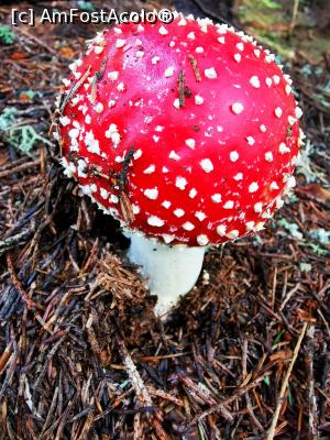 [P12] Amanita Muscaria » foto by cata2106
 - 
<span class="allrVoted glyphicon glyphicon-heart hidden" id="av1198672"></span>
<a class="m-l-10 hidden" id="sv1198672" onclick="voting_Foto_DelVot(,1198672,21300)" role="button">șterge vot <span class="glyphicon glyphicon-remove"></span></a>
<a id="v91198672" class=" c-red"  onclick="voting_Foto_SetVot(1198672)" role="button"><span class="glyphicon glyphicon-heart-empty"></span> <b>LIKE</b> = Votează poza</a> <img class="hidden"  id="f1198672W9" src="/imagini/loader.gif" border="0" /><span class="AjErrMes hidden" id="e1198672ErM"></span>