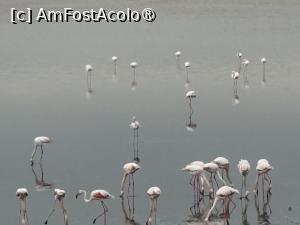 [P21] Flamingo roz! » foto by ARA
 - 
<span class="allrVoted glyphicon glyphicon-heart hidden" id="av1516359"></span>
<a class="m-l-10 hidden" id="sv1516359" onclick="voting_Foto_DelVot(,1516359,21463)" role="button">șterge vot <span class="glyphicon glyphicon-remove"></span></a>
<a id="v91516359" class=" c-red"  onclick="voting_Foto_SetVot(1516359)" role="button"><span class="glyphicon glyphicon-heart-empty"></span> <b>LIKE</b> = Votează poza</a> <img class="hidden"  id="f1516359W9" src="/imagini/loader.gif" border="0" /><span class="AjErrMes hidden" id="e1516359ErM"></span>