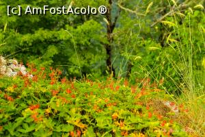 [P80] Canionul Vikos la Oxya.  » foto by Vlahos2003
 - 
<span class="allrVoted glyphicon glyphicon-heart hidden" id="av713654"></span>
<a class="m-l-10 hidden" id="sv713654" onclick="voting_Foto_DelVot(,713654,21484)" role="button">șterge vot <span class="glyphicon glyphicon-remove"></span></a>
<a id="v9713654" class=" c-red"  onclick="voting_Foto_SetVot(713654)" role="button"><span class="glyphicon glyphicon-heart-empty"></span> <b>LIKE</b> = Votează poza</a> <img class="hidden"  id="f713654W9" src="/imagini/loader.gif" border="0" /><span class="AjErrMes hidden" id="e713654ErM"></span>