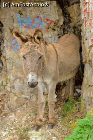 [P93] Magarusul enervant de la Oxya. Dupa ce ca trebuia sa fiu atent sa nu cad in prapastie, trebuia sa mai fiu atent si la magarul asta imprevizibil. Pana la urma s-a dovedit a fi de treaba. Aici chiar s-a varat cu fundul in crapatura aia sa ne lase sa trecem pe poteca.  » foto by Vlahos2003
 - 
<span class="allrVoted glyphicon glyphicon-heart hidden" id="av713667"></span>
<a class="m-l-10 hidden" id="sv713667" onclick="voting_Foto_DelVot(,713667,21484)" role="button">șterge vot <span class="glyphicon glyphicon-remove"></span></a>
<a id="v9713667" class=" c-red"  onclick="voting_Foto_SetVot(713667)" role="button"><span class="glyphicon glyphicon-heart-empty"></span> <b>LIKE</b> = Votează poza</a> <img class="hidden"  id="f713667W9" src="/imagini/loader.gif" border="0" /><span class="AjErrMes hidden" id="e713667ErM"></span>