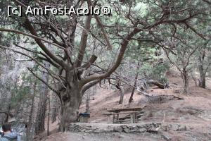 P12 [OCT-2021] Creta, Cheile Samaria, Neroutsiko umbrit de arbori seculari