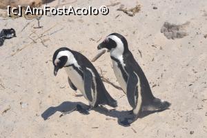 [P02] Pinguini la Boulders Beach » foto by raduc30
 - 
<span class="allrVoted glyphicon glyphicon-heart hidden" id="av1148860"></span>
<a class="m-l-10 hidden" id="sv1148860" onclick="voting_Foto_DelVot(,1148860,21654)" role="button">șterge vot <span class="glyphicon glyphicon-remove"></span></a>
<a id="v91148860" class=" c-red"  onclick="voting_Foto_SetVot(1148860)" role="button"><span class="glyphicon glyphicon-heart-empty"></span> <b>LIKE</b> = Votează poza</a> <img class="hidden"  id="f1148860W9" src="/imagini/loader.gif" border="0" /><span class="AjErrMes hidden" id="e1148860ErM"></span>