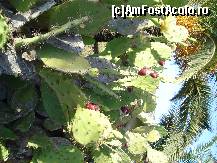 [P13] Peste tot cresc un soi de cactuși a căror fructe se mănâncă și au un gust dulceag. De fapt din fructele de cactus se face un gem și de asemenea și un lichior care are un gust deosebit. » foto by Utube
 - 
<span class="allrVoted glyphicon glyphicon-heart hidden" id="av136802"></span>
<a class="m-l-10 hidden" id="sv136802" onclick="voting_Foto_DelVot(,136802,21813)" role="button">șterge vot <span class="glyphicon glyphicon-remove"></span></a>
<a id="v9136802" class=" c-red"  onclick="voting_Foto_SetVot(136802)" role="button"><span class="glyphicon glyphicon-heart-empty"></span> <b>LIKE</b> = Votează poza</a> <img class="hidden"  id="f136802W9" src="/imagini/loader.gif" border="0" /><span class="AjErrMes hidden" id="e136802ErM"></span>