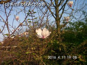 [P59] magnolie inflorita - la concurenta cu lalelele » foto by ALINAMD
 - 
<span class="allrVoted glyphicon glyphicon-heart hidden" id="av936469"></span>
<a class="m-l-10 hidden" id="sv936469" onclick="voting_Foto_DelVot(,936469,22126)" role="button">șterge vot <span class="glyphicon glyphicon-remove"></span></a>
<a id="v9936469" class=" c-red"  onclick="voting_Foto_SetVot(936469)" role="button"><span class="glyphicon glyphicon-heart-empty"></span> <b>LIKE</b> = Votează poza</a> <img class="hidden"  id="f936469W9" src="/imagini/loader.gif" border="0" /><span class="AjErrMes hidden" id="e936469ErM"></span>