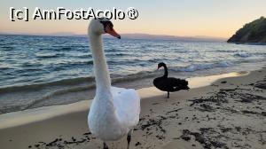 [P02] Plaja Koukounaries, Skiathos » foto by vlado2
 - 
<span class="allrVoted glyphicon glyphicon-heart hidden" id="av1522076"></span>
<a class="m-l-10 hidden" id="sv1522076" onclick="voting_Foto_DelVot(,1522076,22413)" role="button">șterge vot <span class="glyphicon glyphicon-remove"></span></a>
<a id="v91522076" class=" c-red"  onclick="voting_Foto_SetVot(1522076)" role="button"><span class="glyphicon glyphicon-heart-empty"></span> <b>LIKE</b> = Votează poza</a> <img class="hidden"  id="f1522076W9" src="/imagini/loader.gif" border="0" /><span class="AjErrMes hidden" id="e1522076ErM"></span>