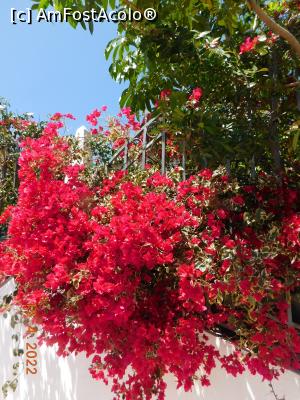 [P51] Bougainvillea de Adeje » foto by irinad
 - 
<span class="allrVoted glyphicon glyphicon-heart hidden" id="av1343078"></span>
<a class="m-l-10 hidden" id="sv1343078" onclick="voting_Foto_DelVot(,1343078,22792)" role="button">șterge vot <span class="glyphicon glyphicon-remove"></span></a>
<a id="v91343078" class=" c-red"  onclick="voting_Foto_SetVot(1343078)" role="button"><span class="glyphicon glyphicon-heart-empty"></span> <b>LIKE</b> = Votează poza</a> <img class="hidden"  id="f1343078W9" src="/imagini/loader.gif" border="0" /><span class="AjErrMes hidden" id="e1343078ErM"></span>