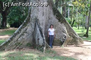 P25 [JAN-2019] Rio de Janeiro, Jardim Botânico, Grădina Botanică, copaci seculari...