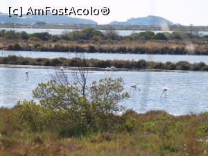 [P06] Păsări Flamingo in Les Salins des Pesquiers » foto by Mika
 - 
<span class="allrVoted glyphicon glyphicon-heart hidden" id="av919445"></span>
<a class="m-l-10 hidden" id="sv919445" onclick="voting_Foto_DelVot(,919445,23006)" role="button">șterge vot <span class="glyphicon glyphicon-remove"></span></a>
<a id="v9919445" class=" c-red"  onclick="voting_Foto_SetVot(919445)" role="button"><span class="glyphicon glyphicon-heart-empty"></span> <b>LIKE</b> = Votează poza</a> <img class="hidden"  id="f919445W9" src="/imagini/loader.gif" border="0" /><span class="AjErrMes hidden" id="e919445ErM"></span>