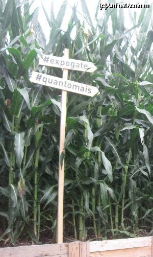 [P14] In centrul orasului Milano creste... porumb de 4 metri!!! Oricum agricultura in Italia mi s-a parut extraordinara.  » foto by senateo
 - 
<span class="allrVoted glyphicon glyphicon-heart hidden" id="av548418"></span>
<a class="m-l-10 hidden" id="sv548418" onclick="voting_Foto_DelVot(,548418,23051)" role="button">șterge vot <span class="glyphicon glyphicon-remove"></span></a>
<a id="v9548418" class=" c-red"  onclick="voting_Foto_SetVot(548418)" role="button"><span class="glyphicon glyphicon-heart-empty"></span> <b>LIKE</b> = Votează poza</a> <img class="hidden"  id="f548418W9" src="/imagini/loader.gif" border="0" /><span class="AjErrMes hidden" id="e548418ErM"></span>