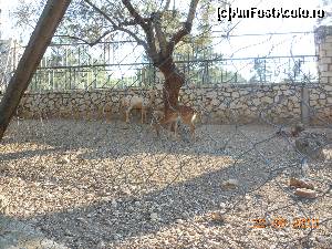 [P12] Mănăstirea Faneromeni - O familie de căprioare în miniparcul zoo.  » foto by iulianic
 - 
<span class="allrVoted glyphicon glyphicon-heart hidden" id="av500358"></span>
<a class="m-l-10 hidden" id="sv500358" onclick="voting_Foto_DelVot(,500358,23140)" role="button">șterge vot <span class="glyphicon glyphicon-remove"></span></a>
<a id="v9500358" class=" c-red"  onclick="voting_Foto_SetVot(500358)" role="button"><span class="glyphicon glyphicon-heart-empty"></span> <b>LIKE</b> = Votează poza</a> <img class="hidden"  id="f500358W9" src="/imagini/loader.gif" border="0" /><span class="AjErrMes hidden" id="e500358ErM"></span>