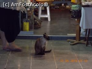 [P12] Stau cu prieten-stapana sa se termine programul, laudati-ma, 'mama' se bucura tare.  » foto by elviramvio
 - 
<span class="allrVoted glyphicon glyphicon-heart hidden" id="av758528"></span>
<a class="m-l-10 hidden" id="sv758528" onclick="voting_Foto_DelVot(,758528,23140)" role="button">șterge vot <span class="glyphicon glyphicon-remove"></span></a>
<a id="v9758528" class=" c-red"  onclick="voting_Foto_SetVot(758528)" role="button"><span class="glyphicon glyphicon-heart-empty"></span> <b>LIKE</b> = Votează poza</a> <img class="hidden"  id="f758528W9" src="/imagini/loader.gif" border="0" /><span class="AjErrMes hidden" id="e758528ErM"></span>