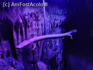 [P63] Peștera Postojna; Vivarium; olm (reproducere) » foto by crismis
 - 
<span class="allrVoted glyphicon glyphicon-heart hidden" id="av1529318"></span>
<a class="m-l-10 hidden" id="sv1529318" onclick="voting_Foto_DelVot(,1529318,23209)" role="button">șterge vot <span class="glyphicon glyphicon-remove"></span></a>
<a id="v91529318" class=" c-red"  onclick="voting_Foto_SetVot(1529318)" role="button"><span class="glyphicon glyphicon-heart-empty"></span> <b>LIKE</b> = Votează poza</a> <img class="hidden"  id="f1529318W9" src="/imagini/loader.gif" border="0" /><span class="AjErrMes hidden" id="e1529318ErM"></span>