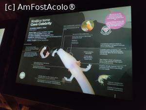 [P65] Peștera Postojna; Vivarium; informații » foto by crismis
 - 
<span class="allrVoted glyphicon glyphicon-heart hidden" id="av1529320"></span>
<a class="m-l-10 hidden" id="sv1529320" onclick="voting_Foto_DelVot(,1529320,23209)" role="button">șterge vot <span class="glyphicon glyphicon-remove"></span></a>
<a id="v91529320" class=" c-red"  onclick="voting_Foto_SetVot(1529320)" role="button"><span class="glyphicon glyphicon-heart-empty"></span> <b>LIKE</b> = Votează poza</a> <img class="hidden"  id="f1529320W9" src="/imagini/loader.gif" border="0" /><span class="AjErrMes hidden" id="e1529320ErM"></span>
