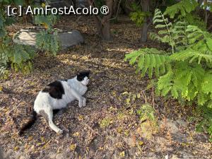 [P77] Zabeel Park,pisica este bonus pentru cine a ajuns până aici cu pozele » foto by AZE
 - 
<span class="allrVoted glyphicon glyphicon-heart hidden" id="av1485386"></span>
<a class="m-l-10 hidden" id="sv1485386" onclick="voting_Foto_DelVot(,1485386,23380)" role="button">șterge vot <span class="glyphicon glyphicon-remove"></span></a>
<a id="v91485386" class=" c-red"  onclick="voting_Foto_SetVot(1485386)" role="button"><span class="glyphicon glyphicon-heart-empty"></span> <b>LIKE</b> = Votează poza</a> <img class="hidden"  id="f1485386W9" src="/imagini/loader.gif" border="0" /><span class="AjErrMes hidden" id="e1485386ErM"></span>