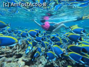 [P13] Best snorkeling in Maldive » foto by MadMad22
 - 
<span class="allrVoted glyphicon glyphicon-heart hidden" id="av1054769"></span>
<a class="m-l-10 hidden" id="sv1054769" onclick="voting_Foto_DelVot(,1054769,23396)" role="button">șterge vot <span class="glyphicon glyphicon-remove"></span></a>
<a id="v91054769" class=" c-red"  onclick="voting_Foto_SetVot(1054769)" role="button"><span class="glyphicon glyphicon-heart-empty"></span> <b>LIKE</b> = Votează poza</a> <img class="hidden"  id="f1054769W9" src="/imagini/loader.gif" border="0" /><span class="AjErrMes hidden" id="e1054769ErM"></span>