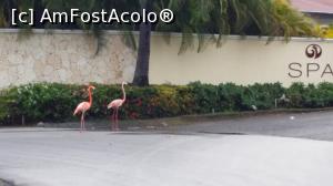 P11 [OCT-2015] Un vis împlinit - Republica Dominicană - graţioase păsări flamingo plimbându-se libere pe aleile resortului