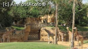 [P06] bioparc Valencia » foto by mircik
 - 
<span class="allrVoted glyphicon glyphicon-heart hidden" id="av949277"></span>
<a class="m-l-10 hidden" id="sv949277" onclick="voting_Foto_DelVot(,949277,23517)" role="button">șterge vot <span class="glyphicon glyphicon-remove"></span></a>
<a id="v9949277" class=" c-red"  onclick="voting_Foto_SetVot(949277)" role="button"><span class="glyphicon glyphicon-heart-empty"></span> <b>LIKE</b> = Votează poza</a> <img class="hidden"  id="f949277W9" src="/imagini/loader.gif" border="0" /><span class="AjErrMes hidden" id="e949277ErM"></span>