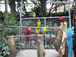 [P23] Butterfly Park & Insect Kingdom, un ecosistem amenajat cu fluturi, papagali, şopârle, păuni şi cu fotografi dornici de turişti risipitori cu banii lor.  » foto by mprofeanu
 - 
<span class="allrVoted glyphicon glyphicon-heart hidden" id="av597807"></span>
<a class="m-l-10 hidden" id="sv597807" onclick="voting_Foto_DelVot(,597807,23598)" role="button">șterge vot <span class="glyphicon glyphicon-remove"></span></a>
<a id="v9597807" class=" c-red"  onclick="voting_Foto_SetVot(597807)" role="button"><span class="glyphicon glyphicon-heart-empty"></span> <b>LIKE</b> = Votează poza</a> <img class="hidden"  id="f597807W9" src="/imagini/loader.gif" border="0" /><span class="AjErrMes hidden" id="e597807ErM"></span>