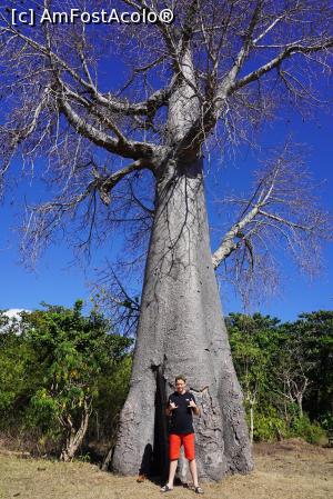 [P23] baobab mascul pe Madagascar » foto by Kimberly
 - 
<span class="allrVoted glyphicon glyphicon-heart hidden" id="av1375277"></span>
<a class="m-l-10 hidden" id="sv1375277" onclick="voting_Foto_DelVot(,1375277,23651)" role="button">șterge vot <span class="glyphicon glyphicon-remove"></span></a>
<a id="v91375277" class=" c-red"  onclick="voting_Foto_SetVot(1375277)" role="button"><span class="glyphicon glyphicon-heart-empty"></span> <b>LIKE</b> = Votează poza</a> <img class="hidden"  id="f1375277W9" src="/imagini/loader.gif" border="0" /><span class="AjErrMes hidden" id="e1375277ErM"></span>