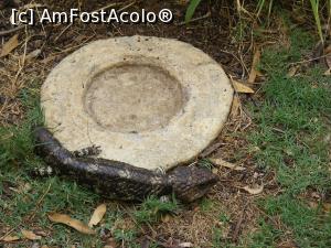 [P11] Western Australia - un skink în GREENOUGH WILDLIFE PARK » foto by gigiiuti
 - 
<span class="allrVoted glyphicon glyphicon-heart hidden" id="av969374"></span>
<a class="m-l-10 hidden" id="sv969374" onclick="voting_Foto_DelVot(,969374,23750)" role="button">șterge vot <span class="glyphicon glyphicon-remove"></span></a>
<a id="v9969374" class=" c-red"  onclick="voting_Foto_SetVot(969374)" role="button"><span class="glyphicon glyphicon-heart-empty"></span> <b>LIKE</b> = Votează poza</a> <img class="hidden"  id="f969374W9" src="/imagini/loader.gif" border="0" /><span class="AjErrMes hidden" id="e969374ErM"></span>