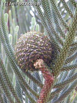 [P13] Western Australia - GREENOUGH WILDLIFE PARK - con uriaș de 'bunya-bunya pine' = Araucaria » foto by gigiiuti
 - 
<span class="allrVoted glyphicon glyphicon-heart hidden" id="av969376"></span>
<a class="m-l-10 hidden" id="sv969376" onclick="voting_Foto_DelVot(,969376,23750)" role="button">șterge vot <span class="glyphicon glyphicon-remove"></span></a>
<a id="v9969376" class=" c-red"  onclick="voting_Foto_SetVot(969376)" role="button"><span class="glyphicon glyphicon-heart-empty"></span> <b>LIKE</b> = Votează poza</a> <img class="hidden"  id="f969376W9" src="/imagini/loader.gif" border="0" /><span class="AjErrMes hidden" id="e969376ErM"></span>